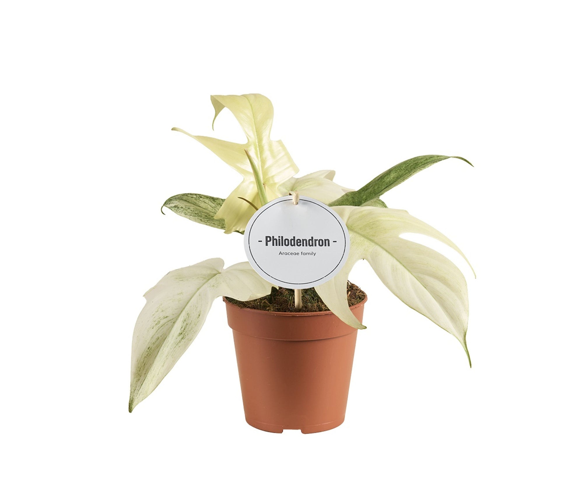 Philodendron Florida Ghost P12 H25