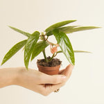 Begonia Albopicta P5 H5