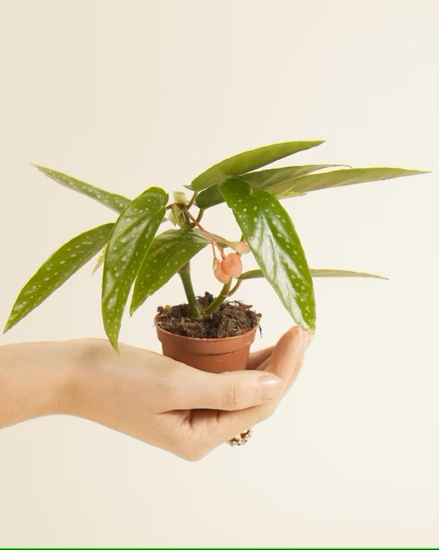 Begonia Albopicta P5 H5