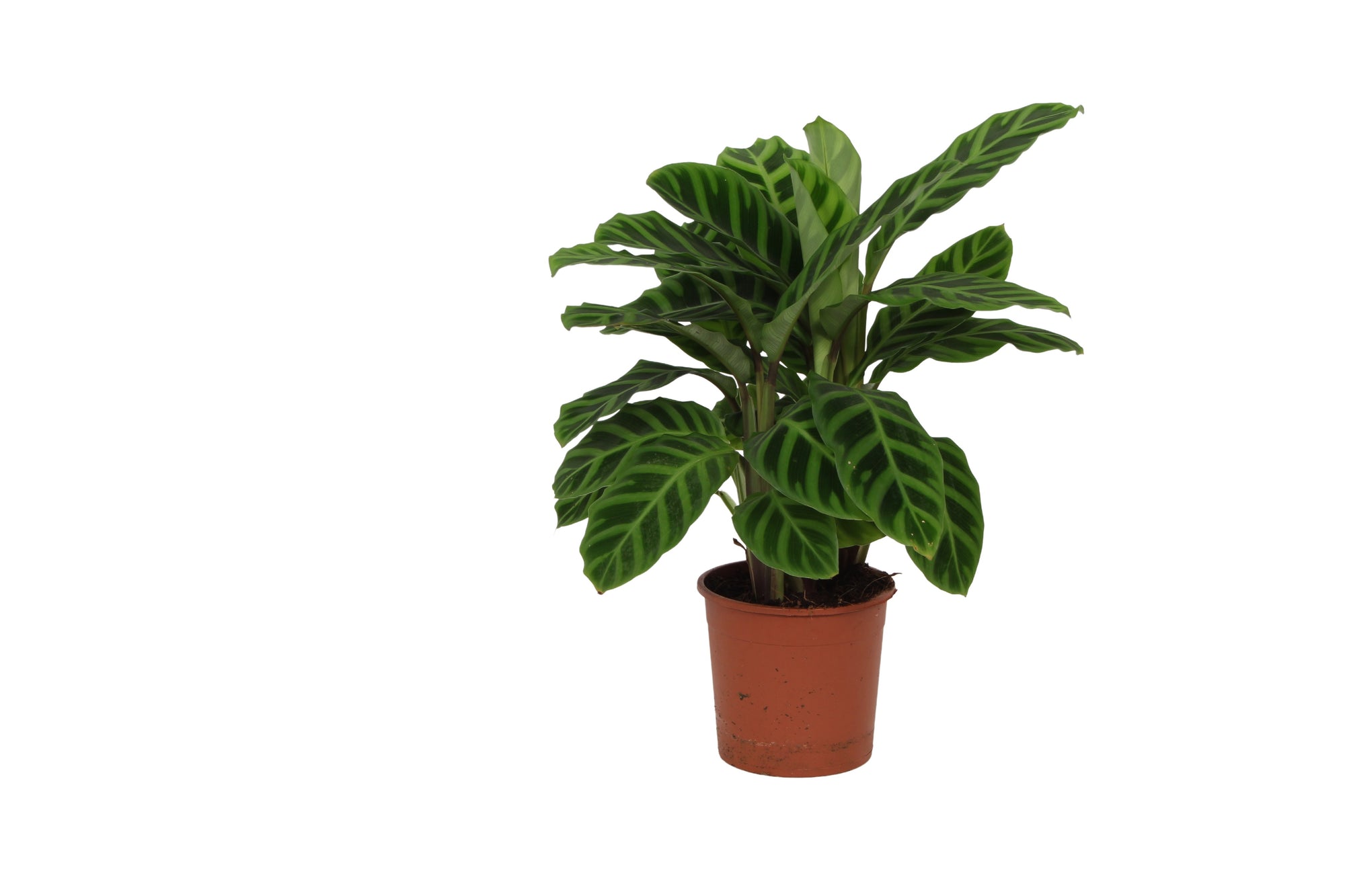 Calathea zebrina P14 H30
