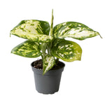 Aglaonema Snowflake P6 H5