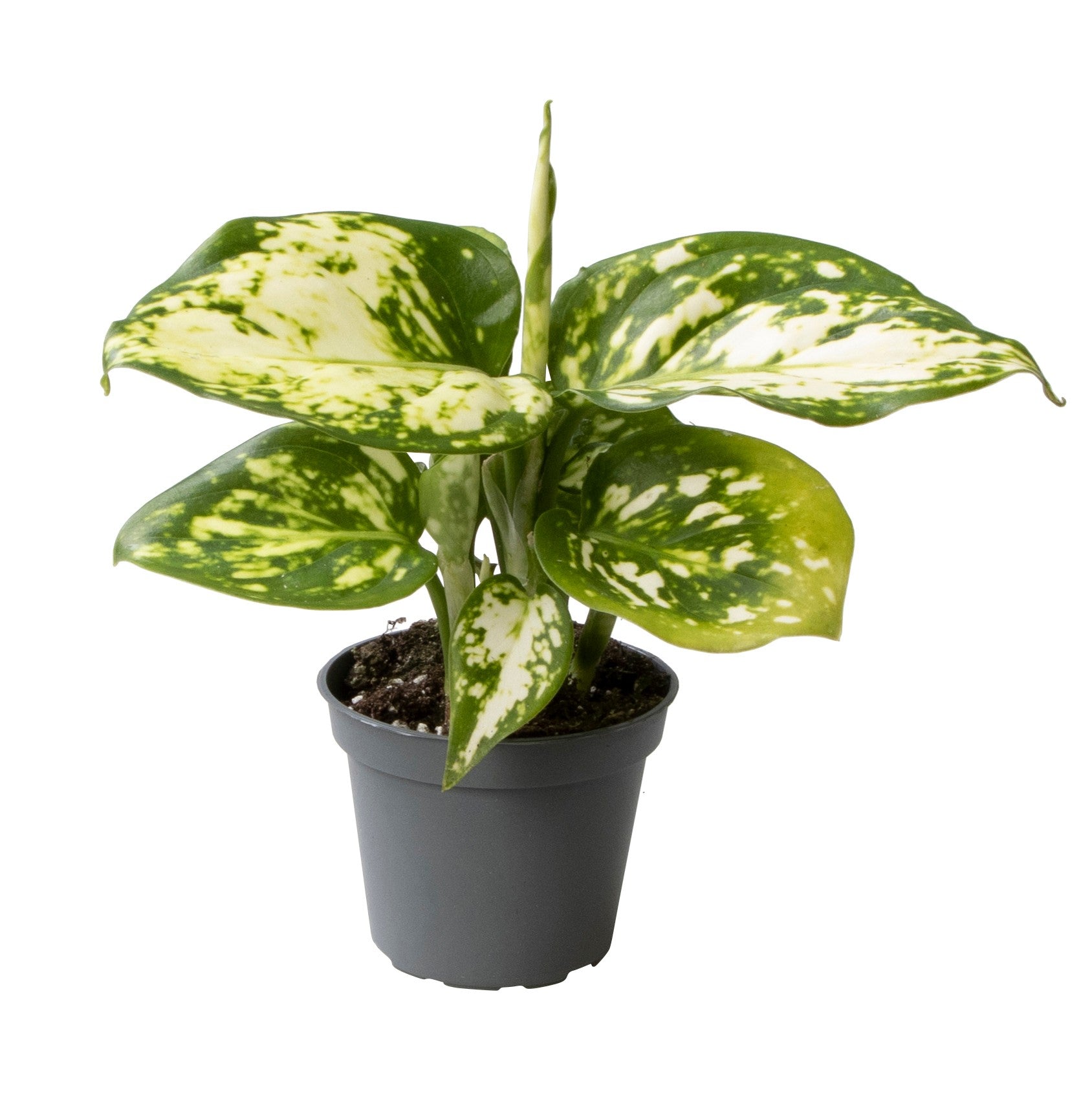 Aglaonema Snowflake P6 H5