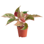 Aglaonema Prosperity P12 H25