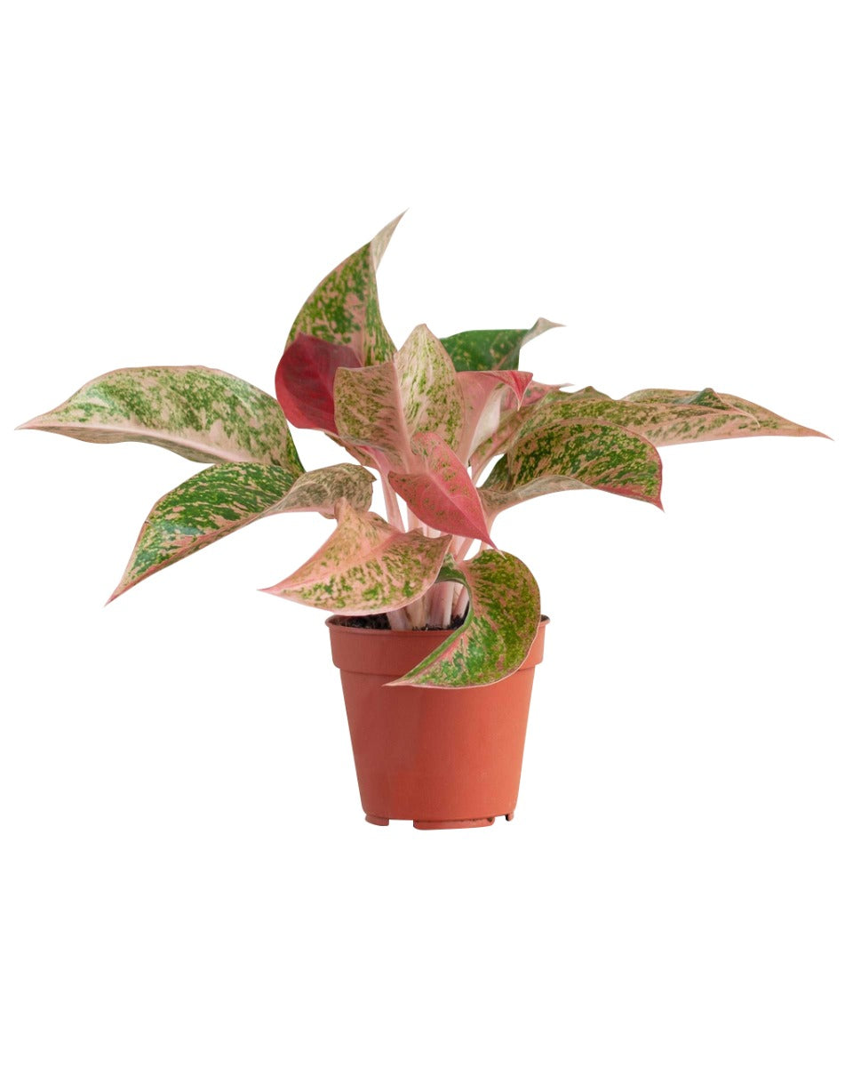 Aglaonema Prosperity P12 H25