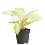 Aglaonema Arctic Lime P12 H25