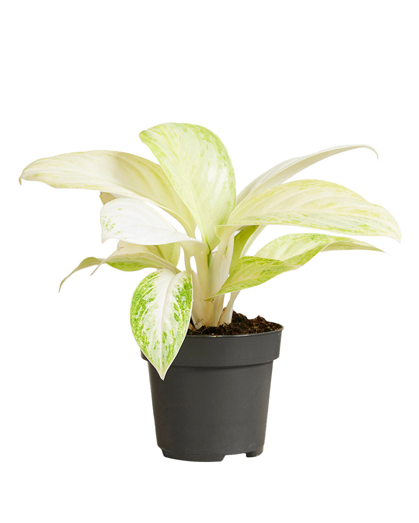Aglaonema Arctic Lime P12 H25