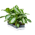 Aglaonema diamond bay P17 H55
