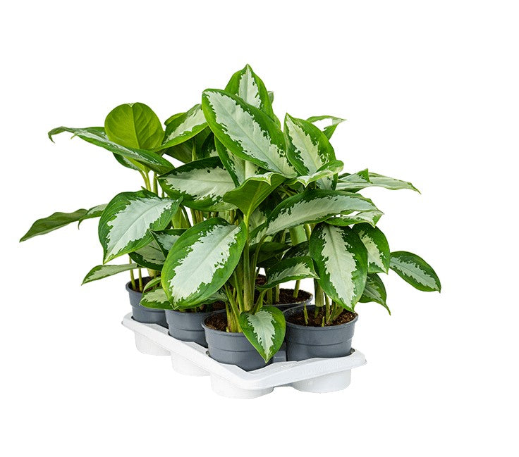 Aglaonema diamond bay P17 H55