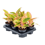 Aglaonema 'Salmon Fantasy' P12 H30