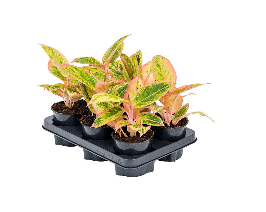 Aglaonema 'Salmon Fantasy' P12 H30