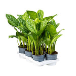 Aglaonema stripes P17 H60