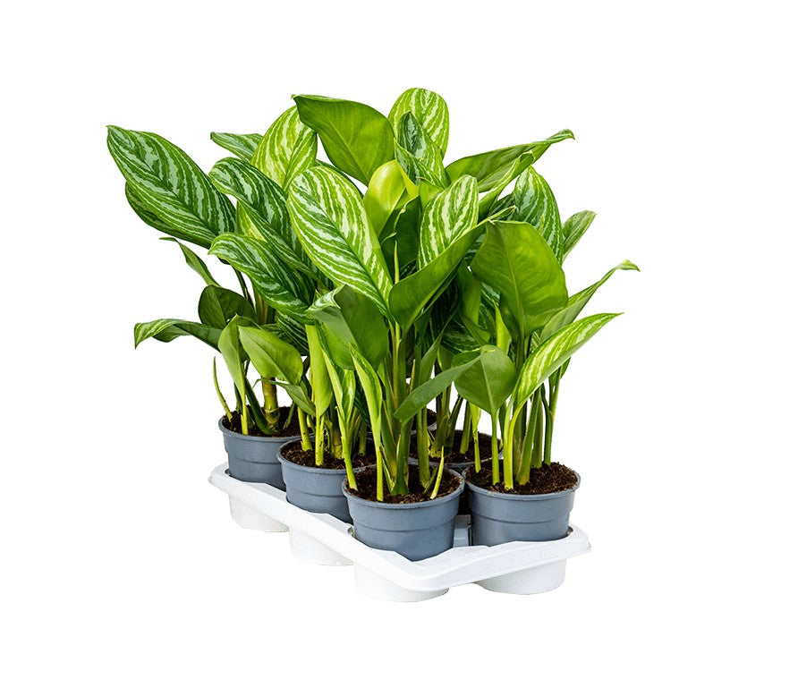 Aglaonema stripes P17 H60