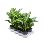 Aglaonema diamond bay P14 H40