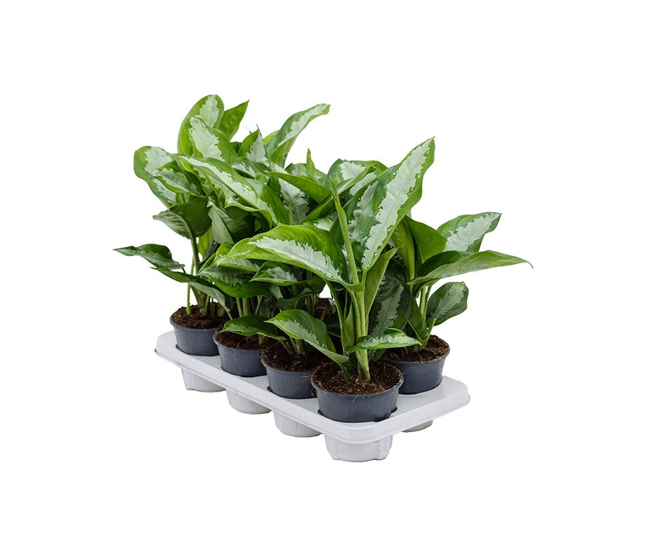 Aglaonema diamond bay P14 H40