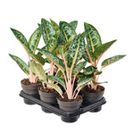 Aglaonema 'Orange Flame' P12 H40