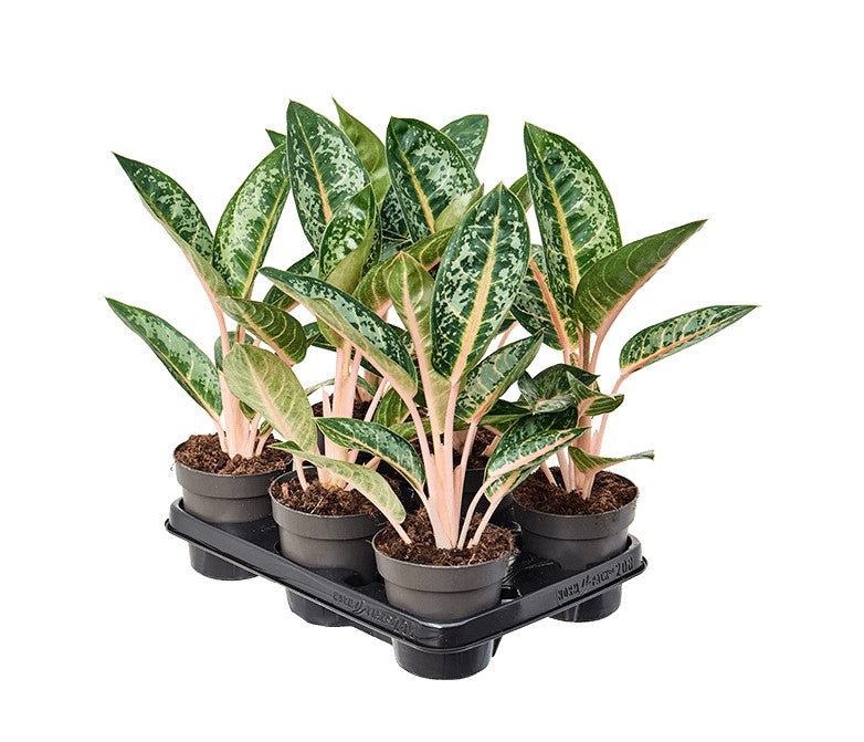 Aglaonema 'Orange Flame' P12 H40