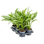 Aglaonema cutlass P12 H35
