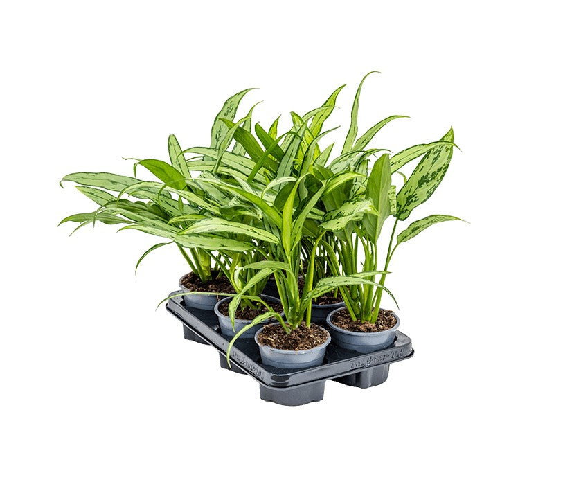 Aglaonema cutlass P12 H35