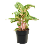 Aglaonema 'Coco Melon' P19 H60
