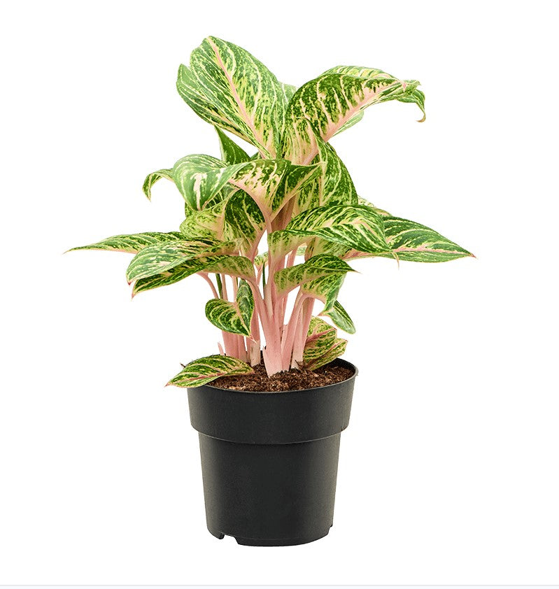 Aglaonema 'Coco Melon' P19 H60