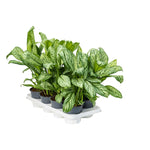 Aglaonema christina P14 H35