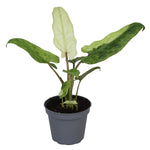Alocasia Lauterbachiana Variegata P6 H15