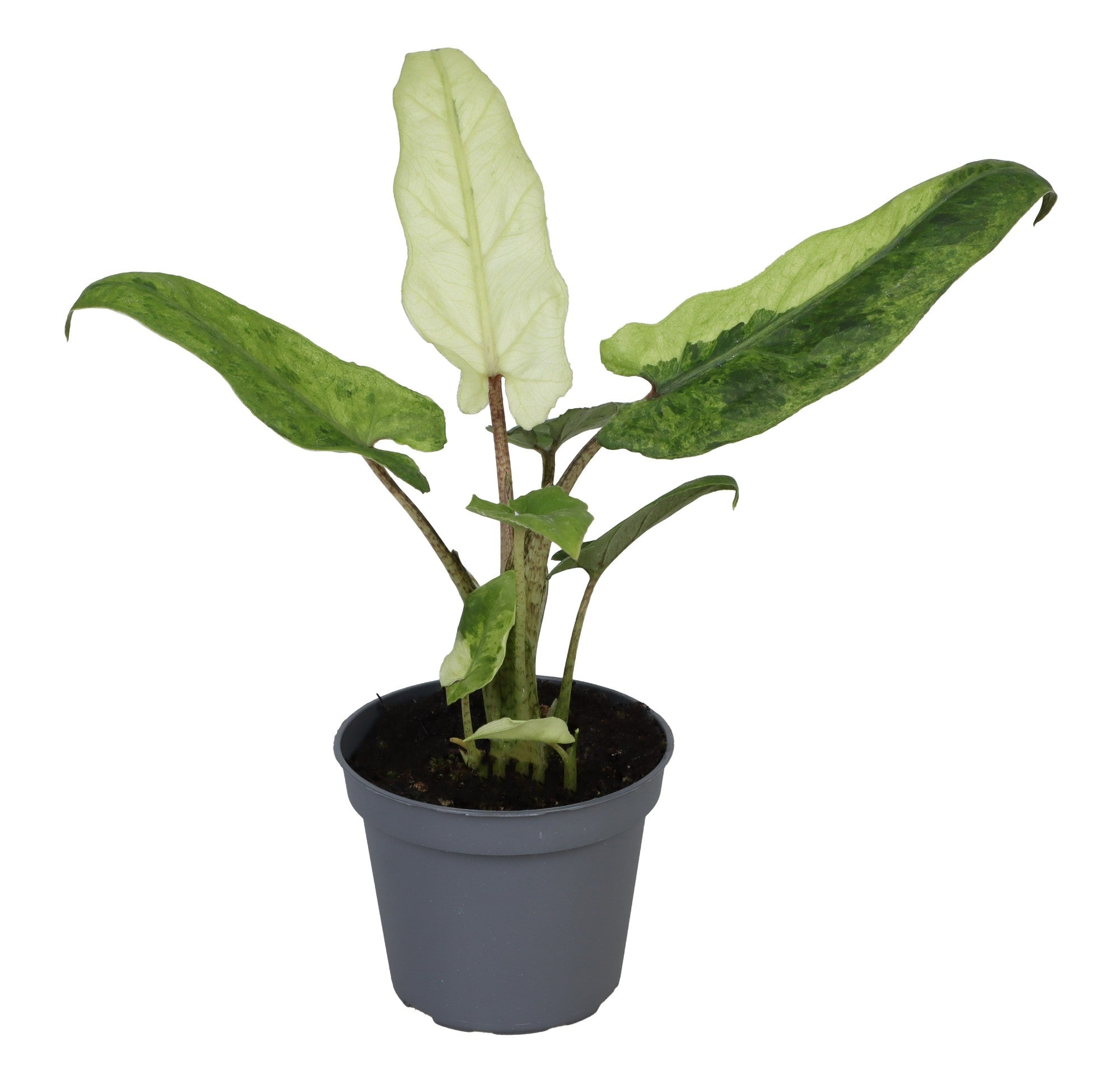 Alocasia Lauterbachiana Variegata P6 H15