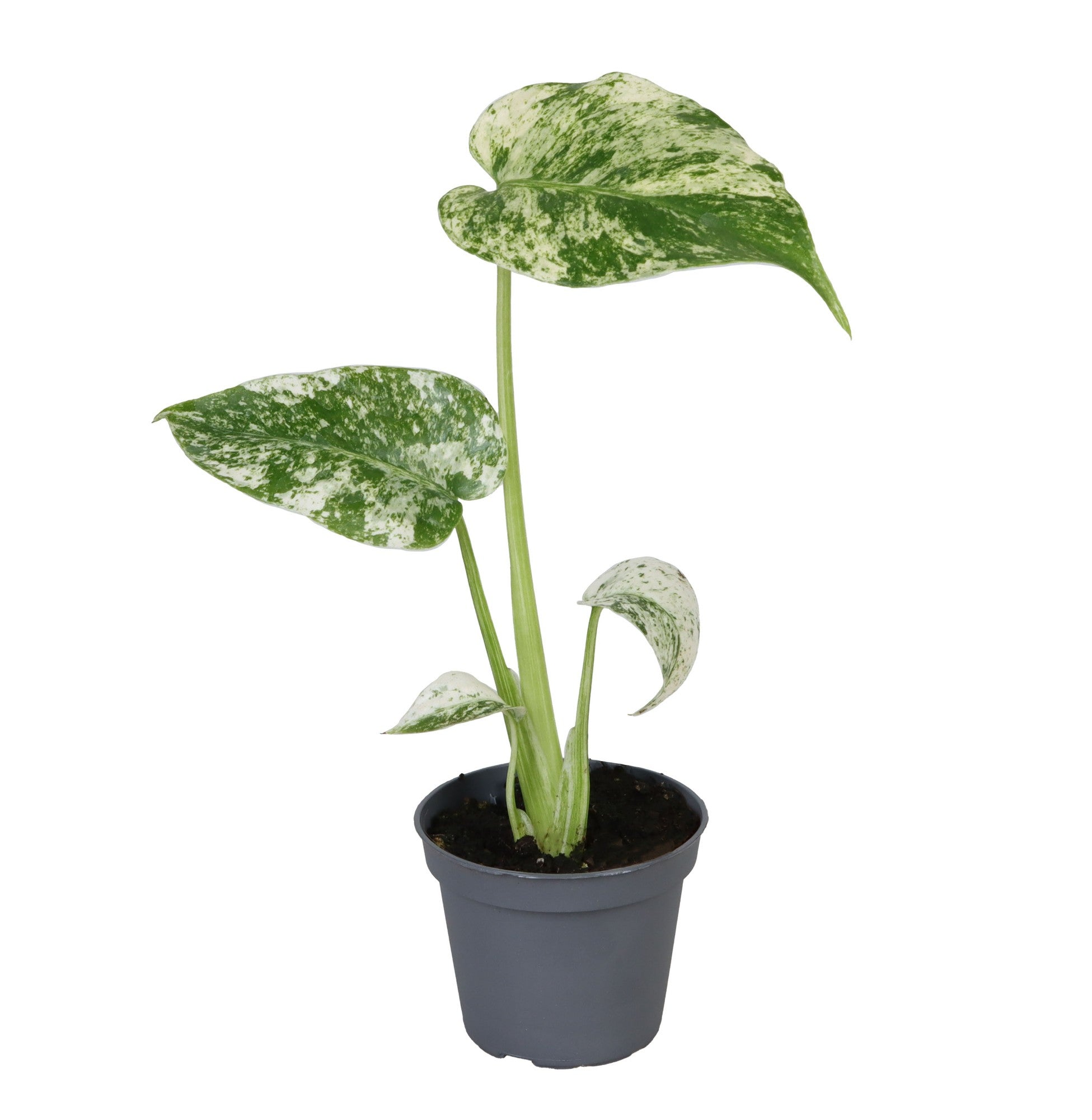 Monstera Deliciosa Mint Variegated P6 H18