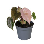 Alocasia Cupera Red Variegated P6 H10