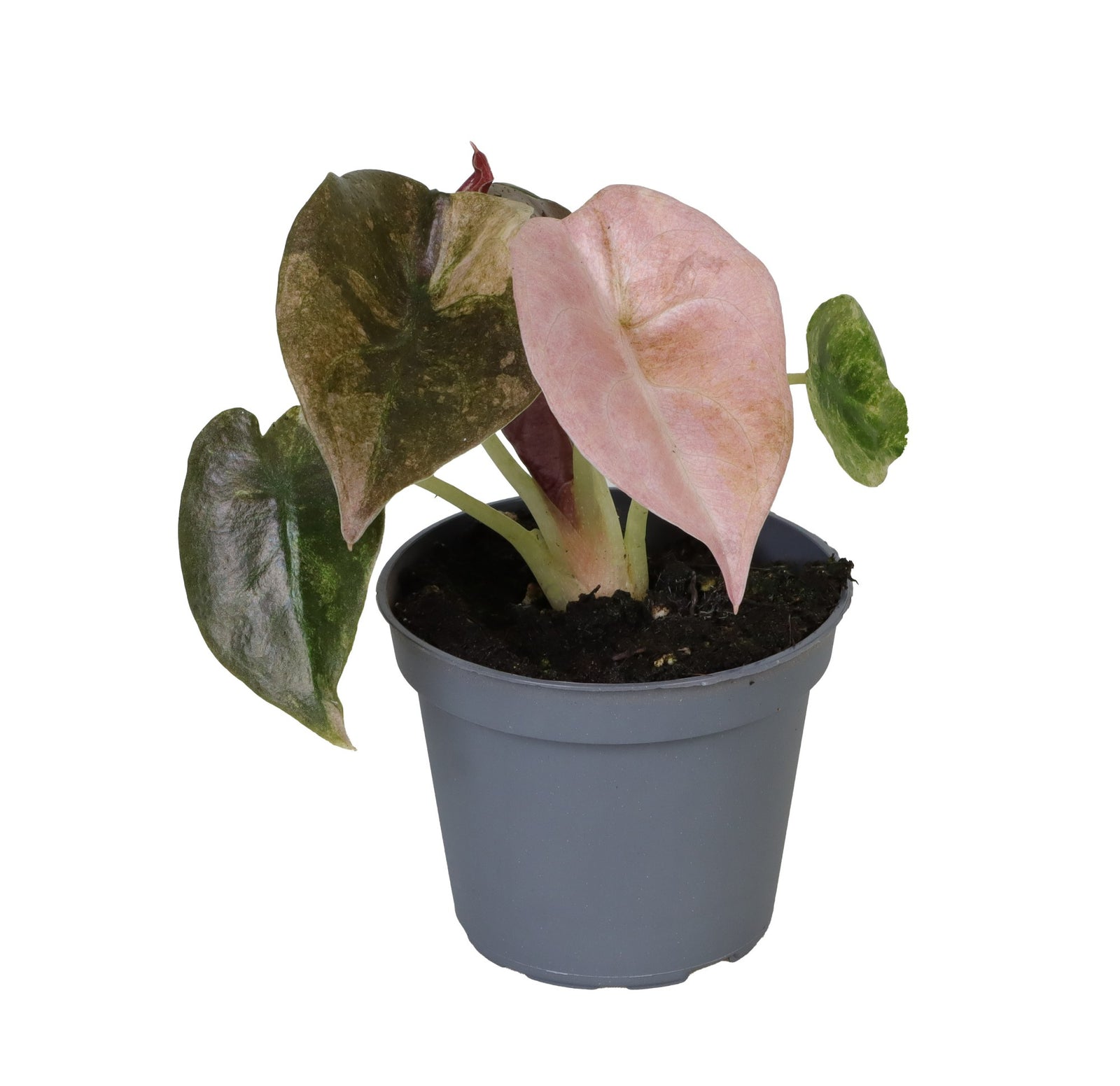 Alocasia Cupera Red Variegated P6 H10