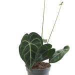 Anthurium Clarinervium P12 H25