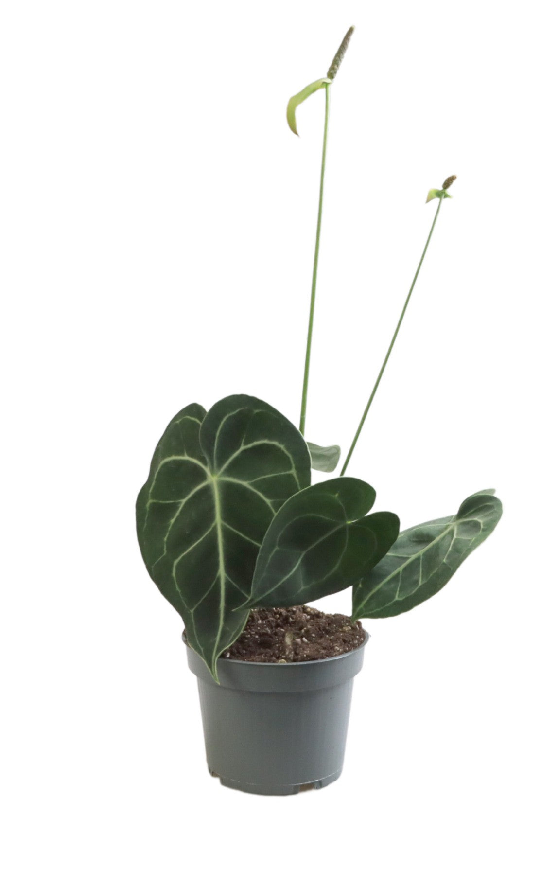 Anthurium Clarinervium P12 H25