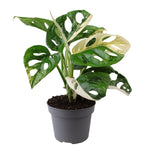 Monstera Obliqua Variegata P12 H25