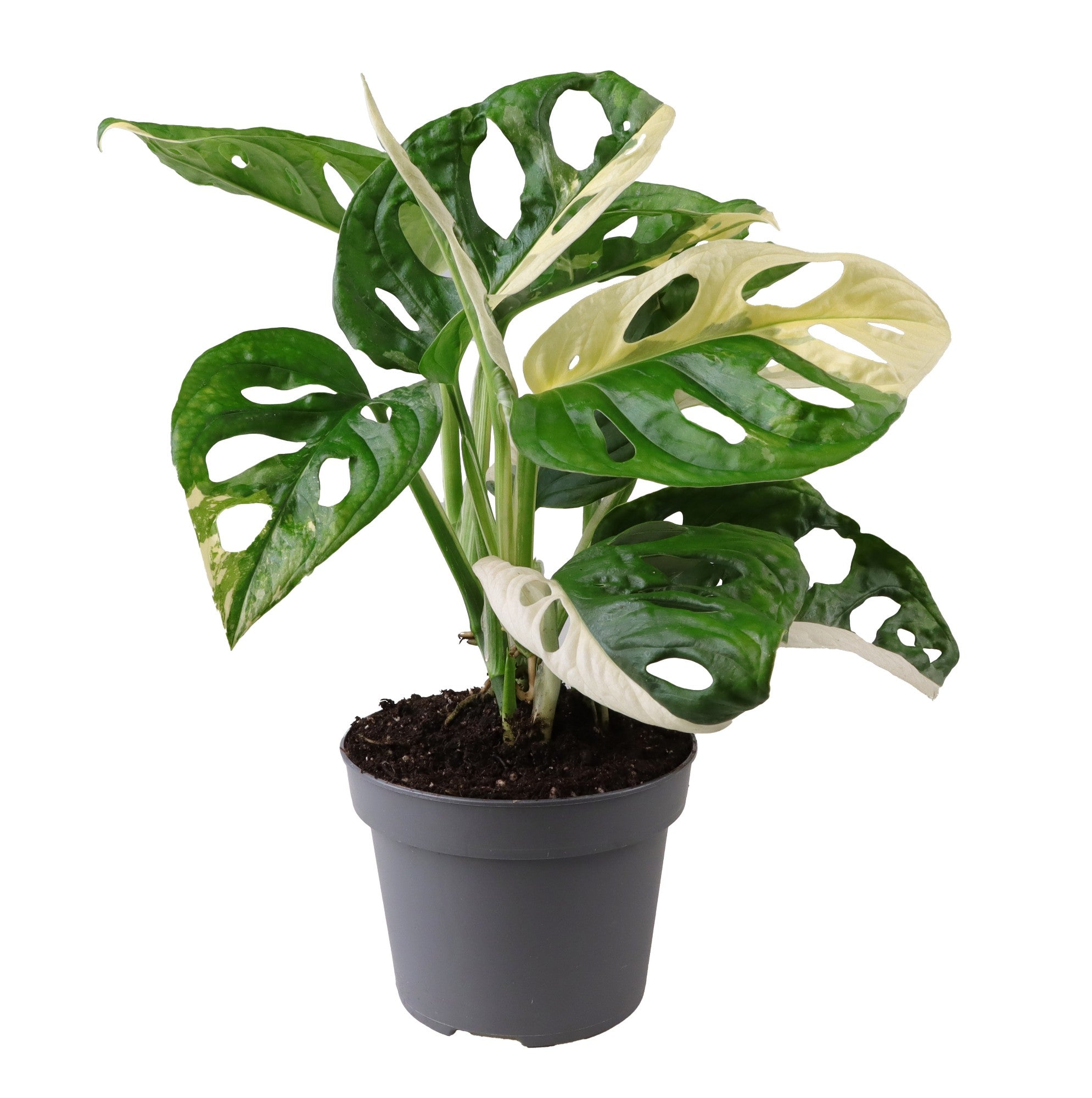 Monstera Obliqua Variegata P12 H25