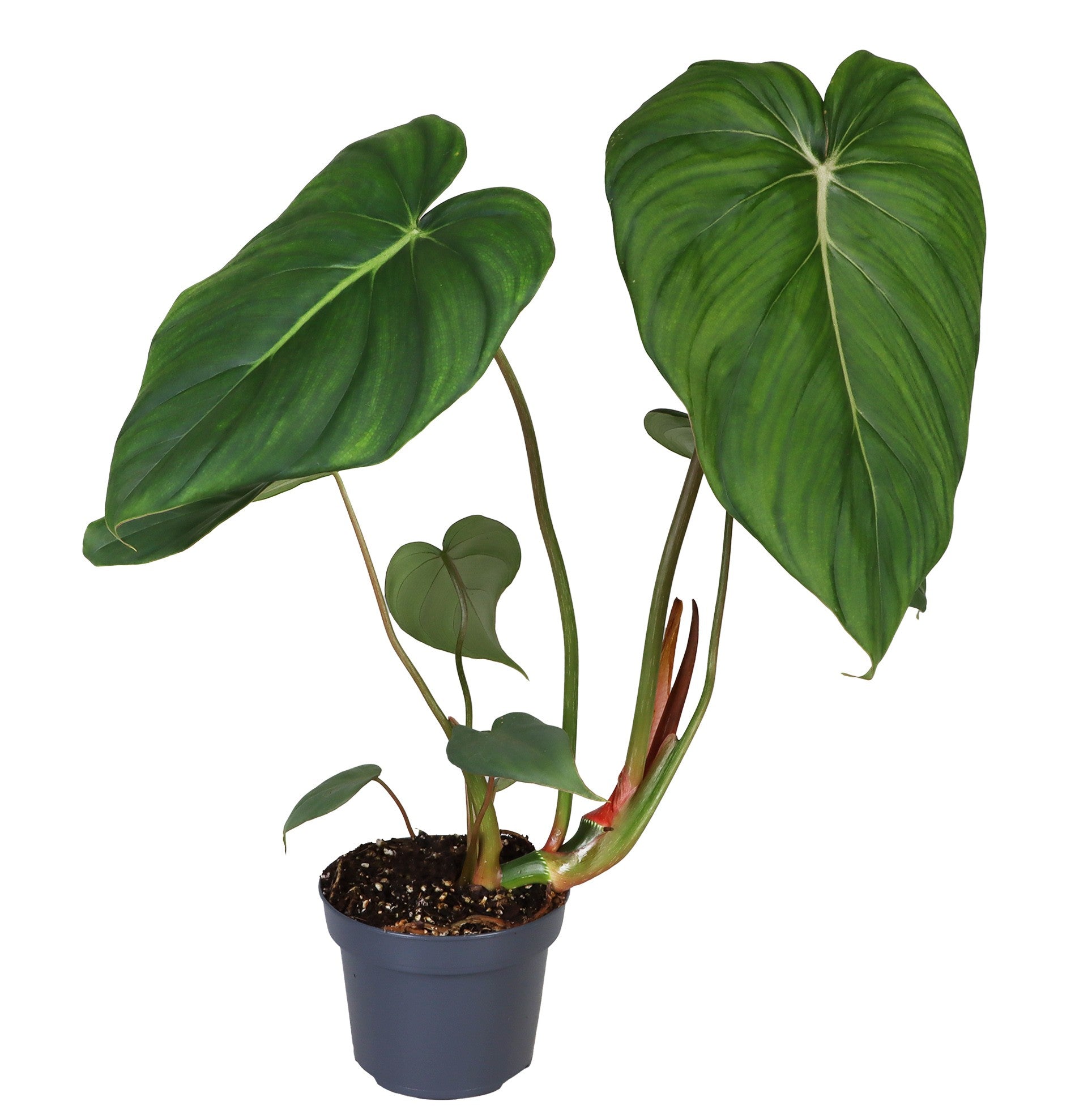Philodendron Mc Dowell P12 H28
