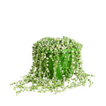 Senecio Rowleyanus Variegated P14 H30