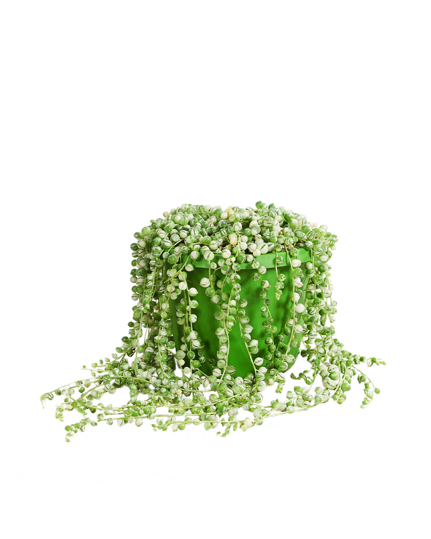 Senecio Rowleyanus Variegated P14 H30