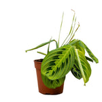 Maranta Lemon Lime P12 H15