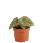 Anthurium Luxurians P12 H25