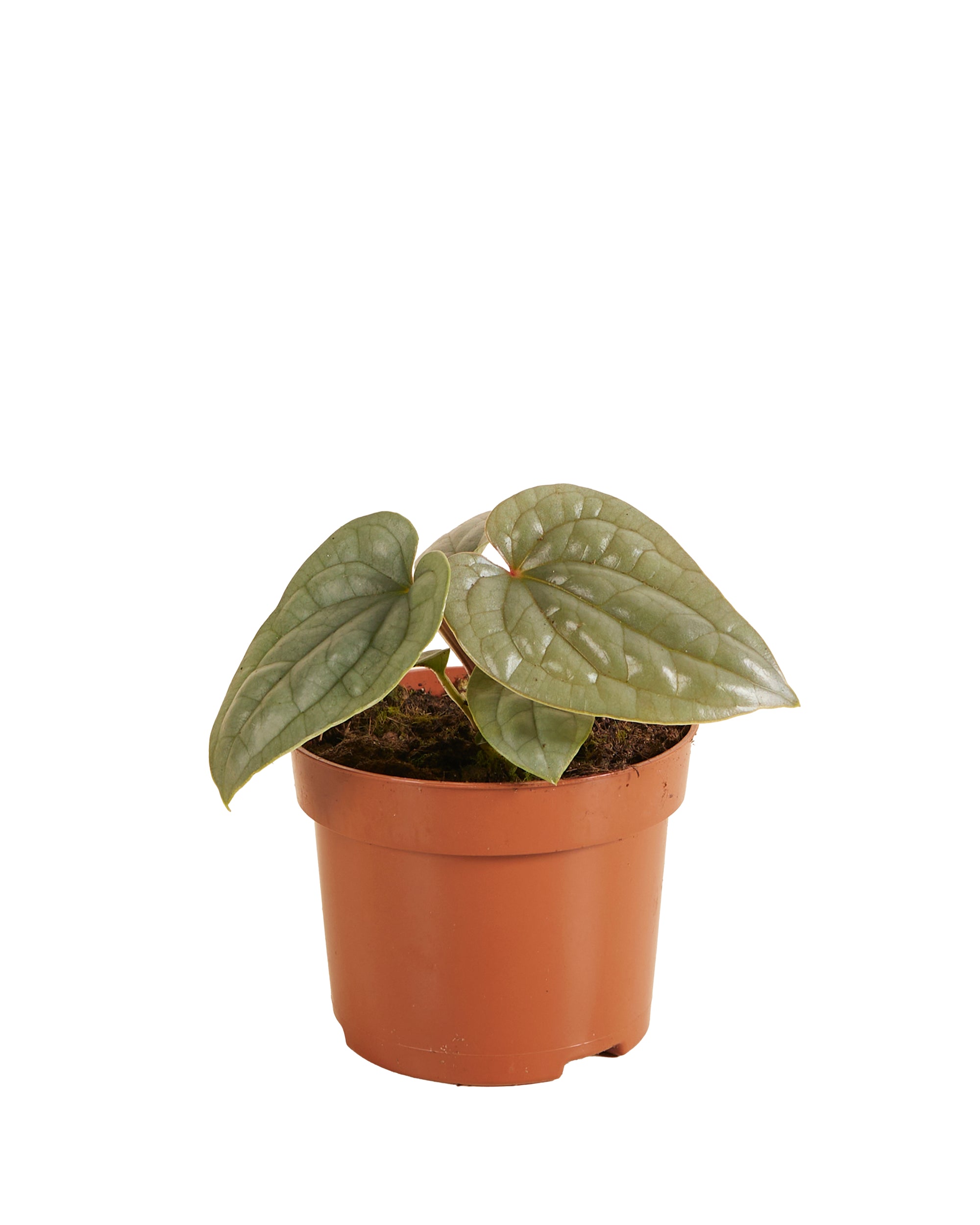 Anthurium Luxurians P12 H25