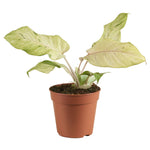 Philodendron Snowdrift P12 H30