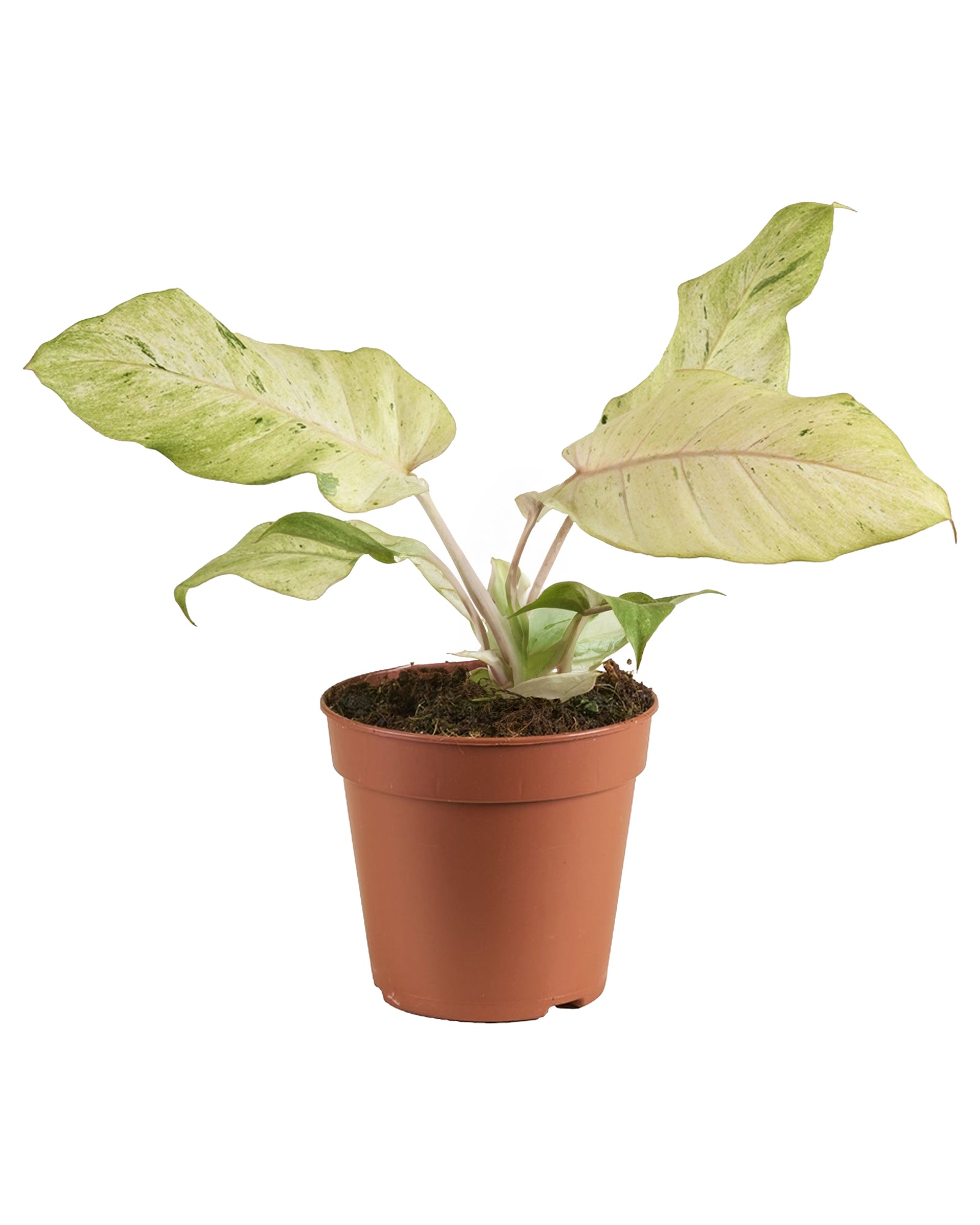 Philodendron Snowdrift P12 H30
