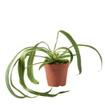 Anthurium Wendlingeri P12 H25