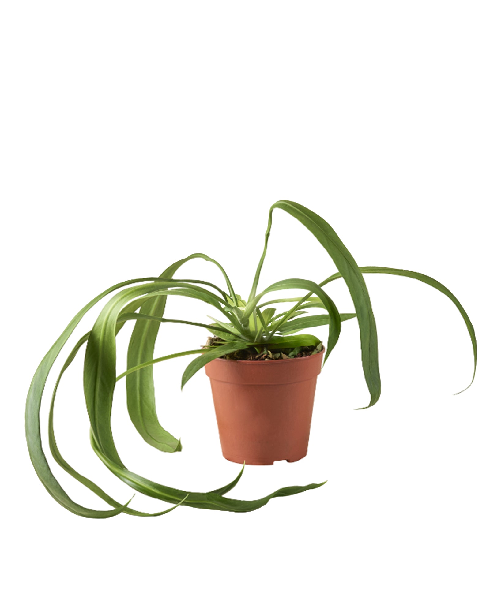 Anthurium Wendlingeri P12 H25