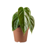 Philodendron Esmeraldense P12 H25