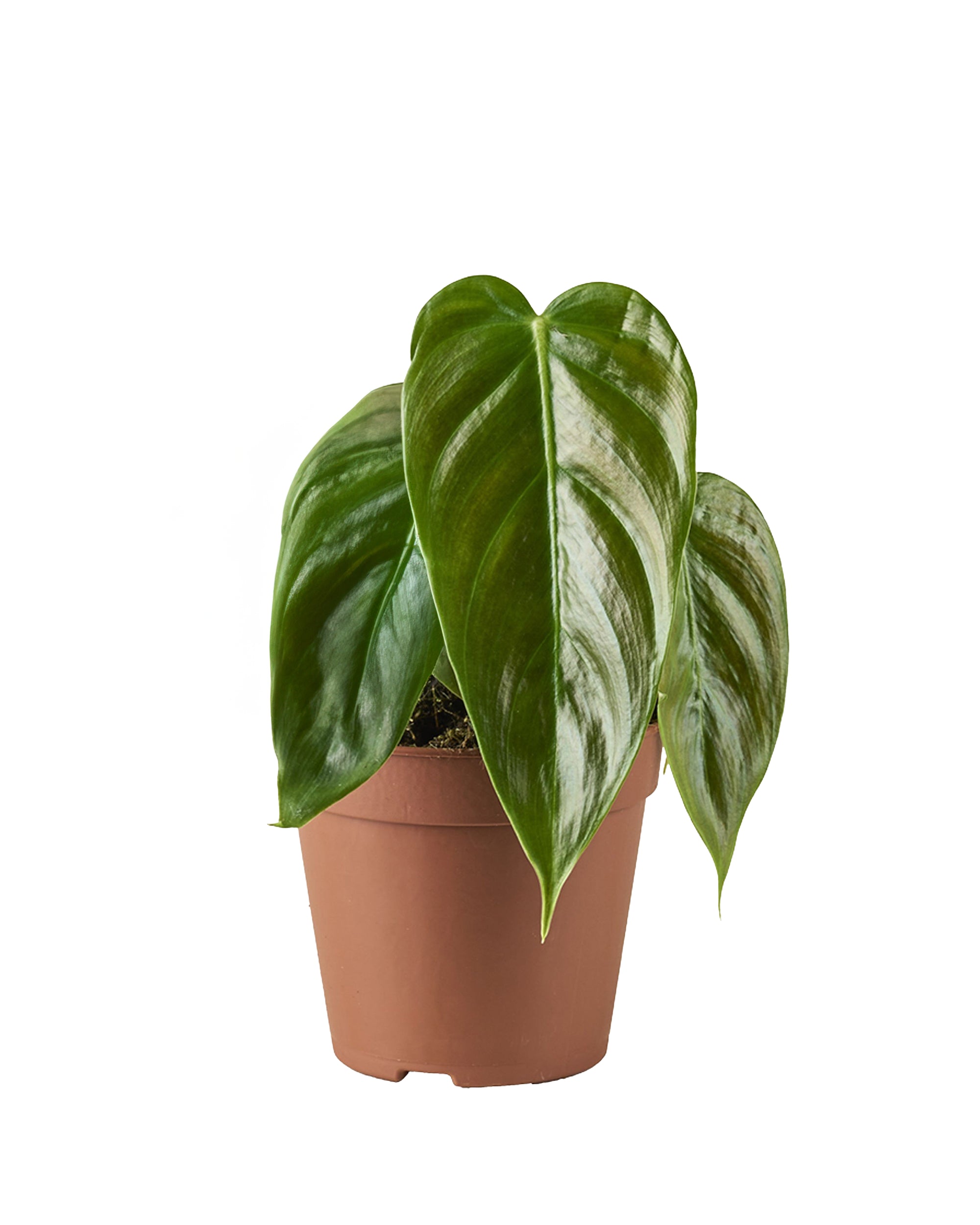 Philodendron Esmeraldense P12 H25