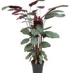 Calathea Oppenheimiana P27 H130