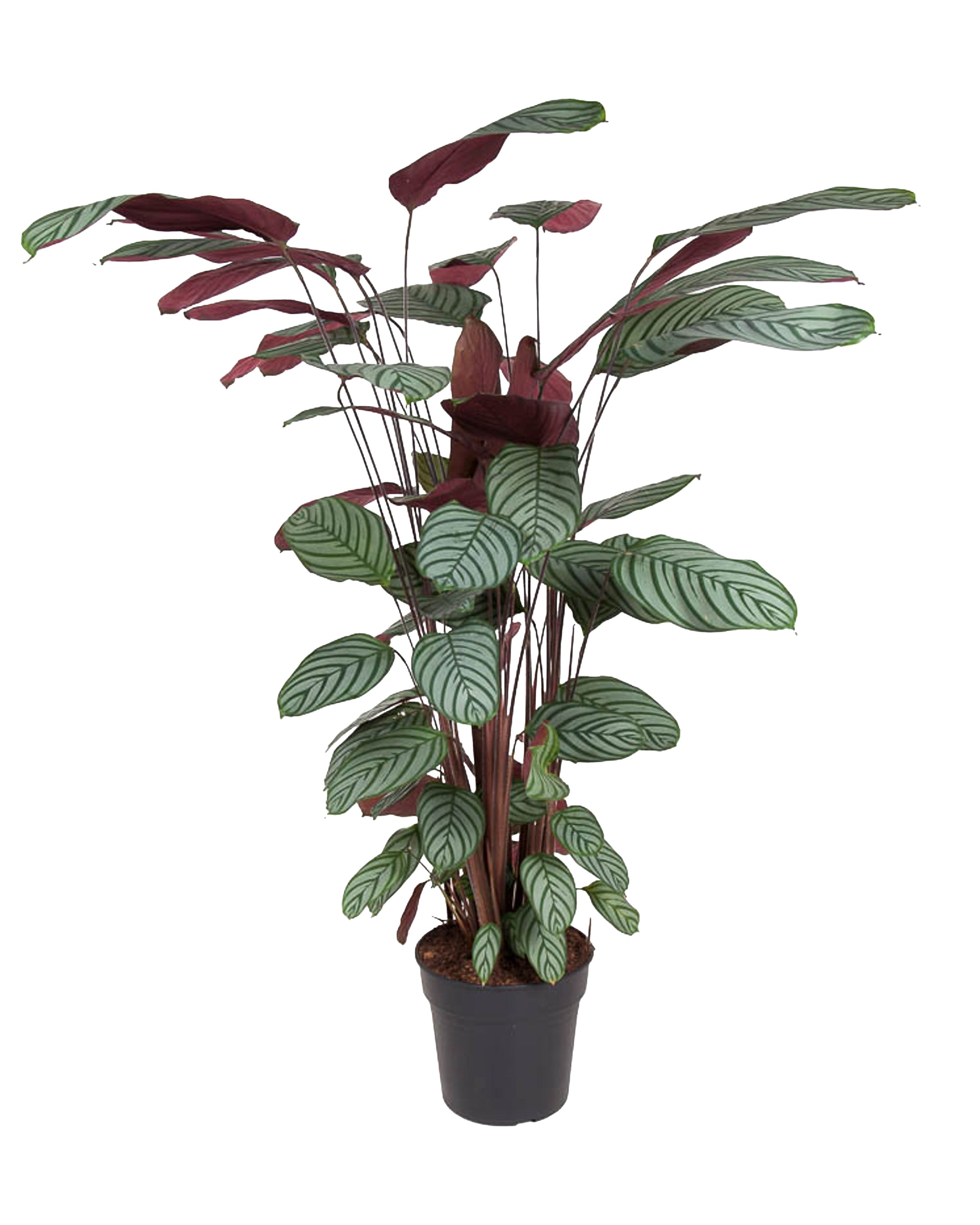 Calathea Oppenheimiana P27 H130