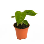 Anthurium Veitchii P6 H15