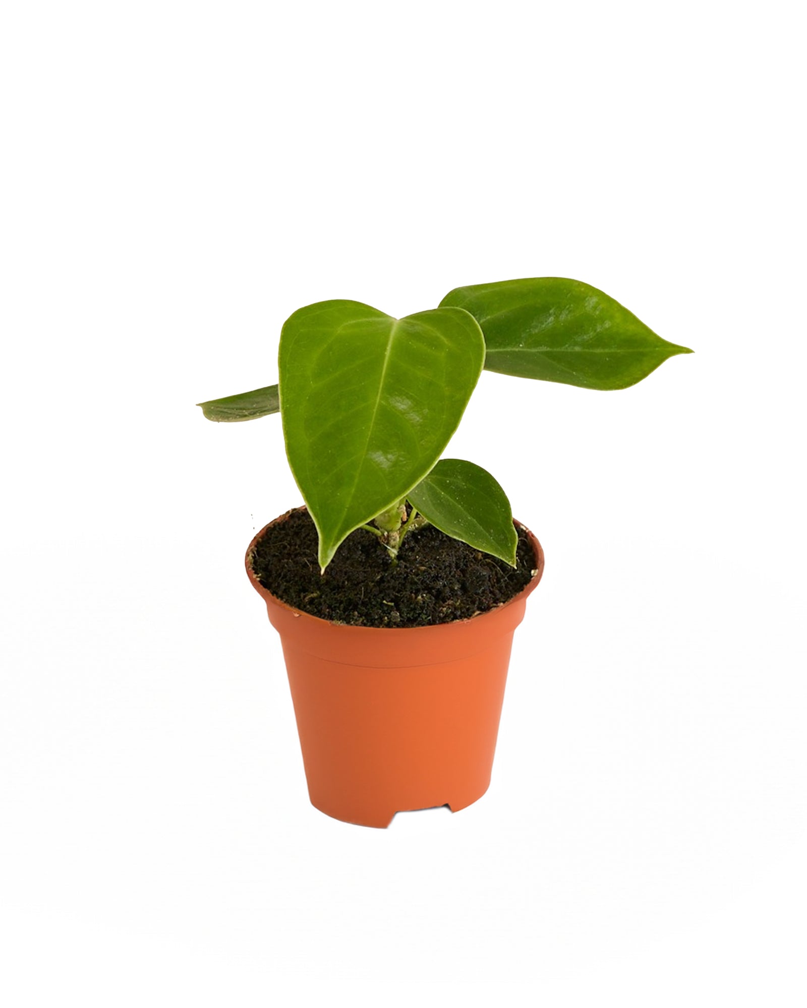Anthurium Veitchii P6 H15
